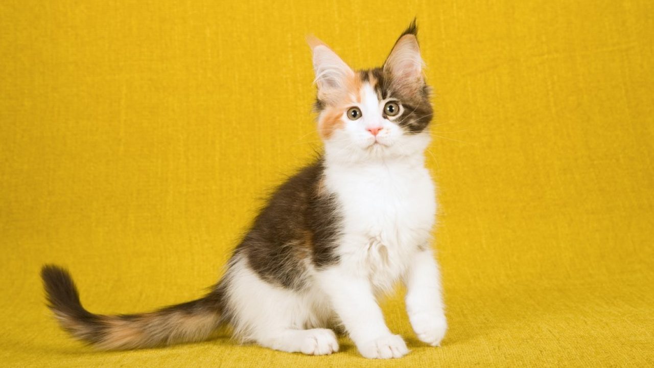 Calico Maine Coon A Three-Colored Diva That Will Dazzle You