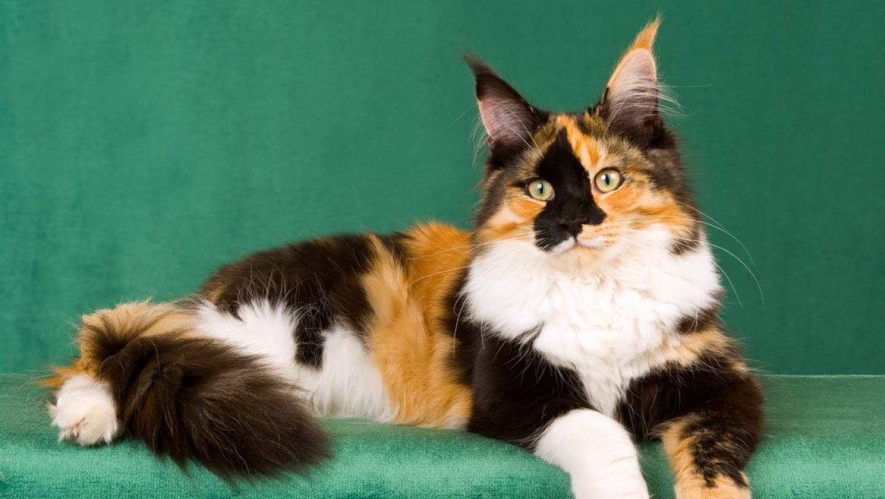 Calico Maine Coon Gözlerinizi Kamaştıracak Üç Renkli Bir Diva