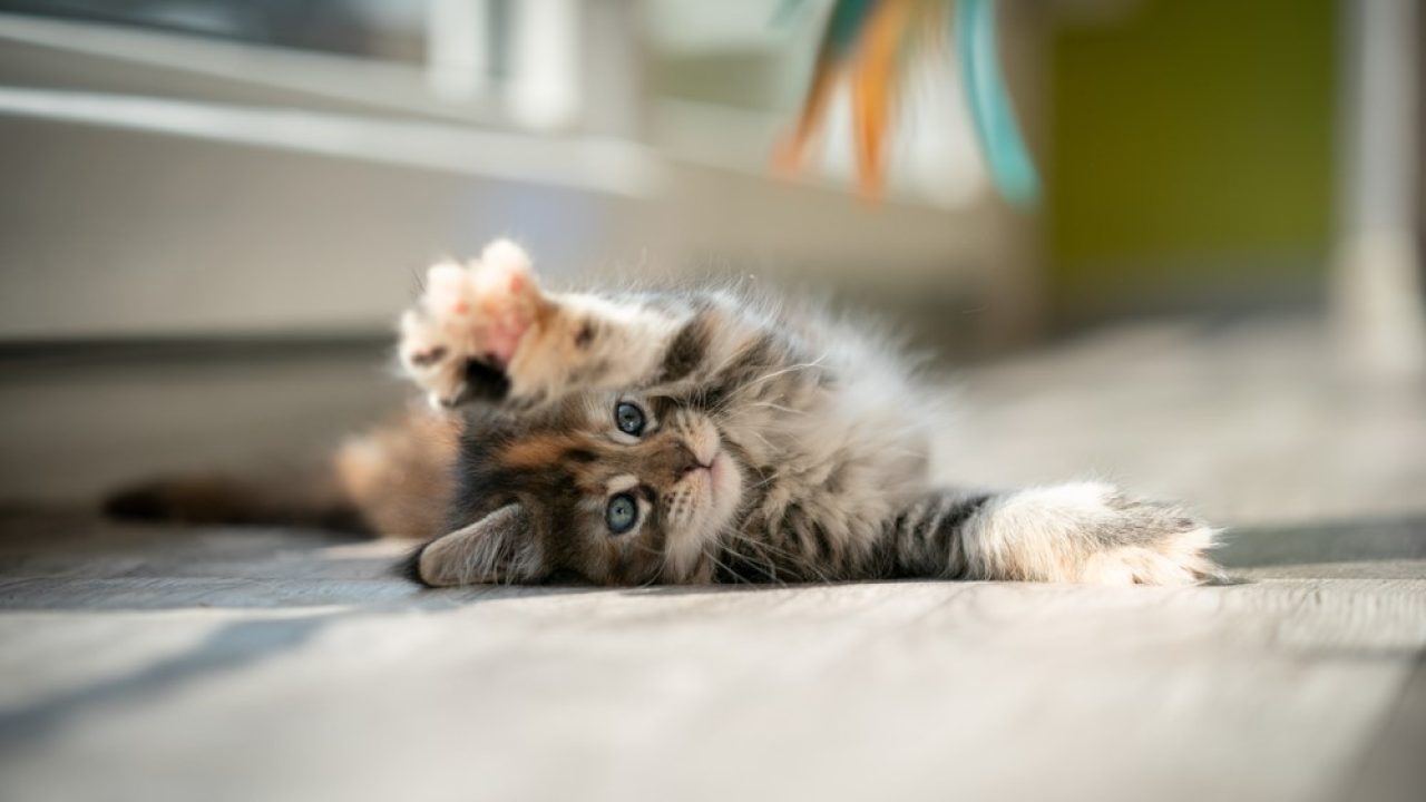 Calico Maine Coon A Three-Colored Diva That Will Dazzle You