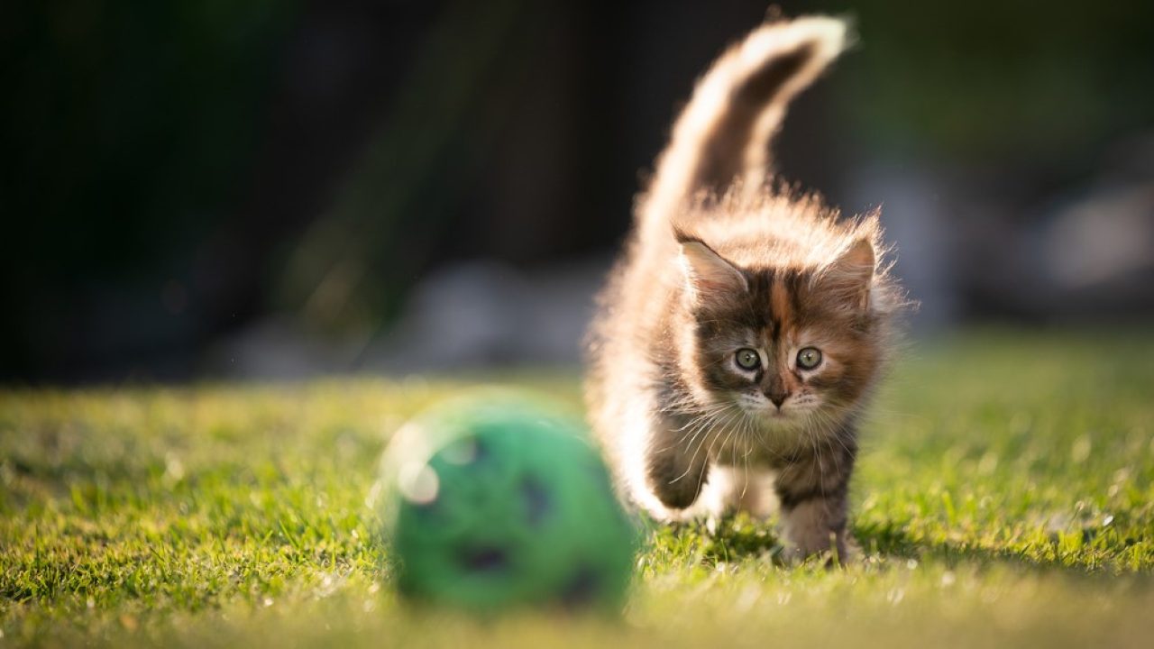 Calico Maine Coon Gözlerinizi Kamaştıracak Üç Renkli Bir Diva