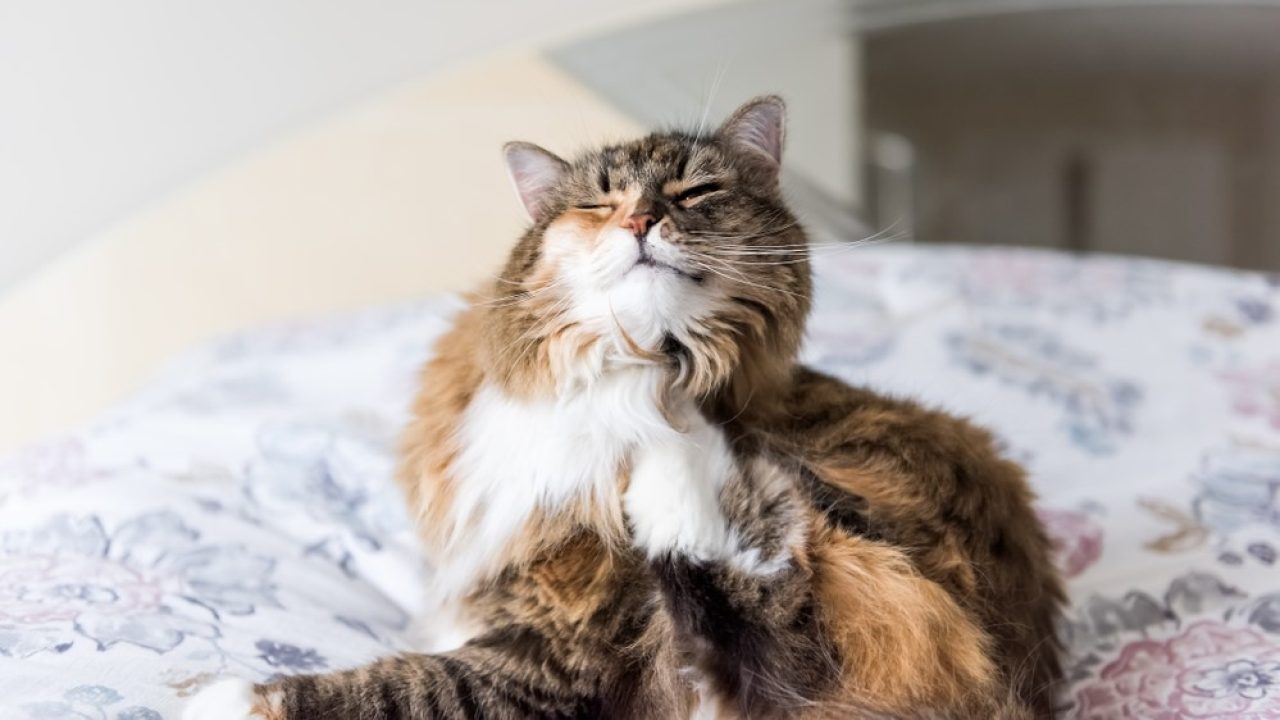Calico Maine Coon A Three-Colored Diva That Will Dazzle You