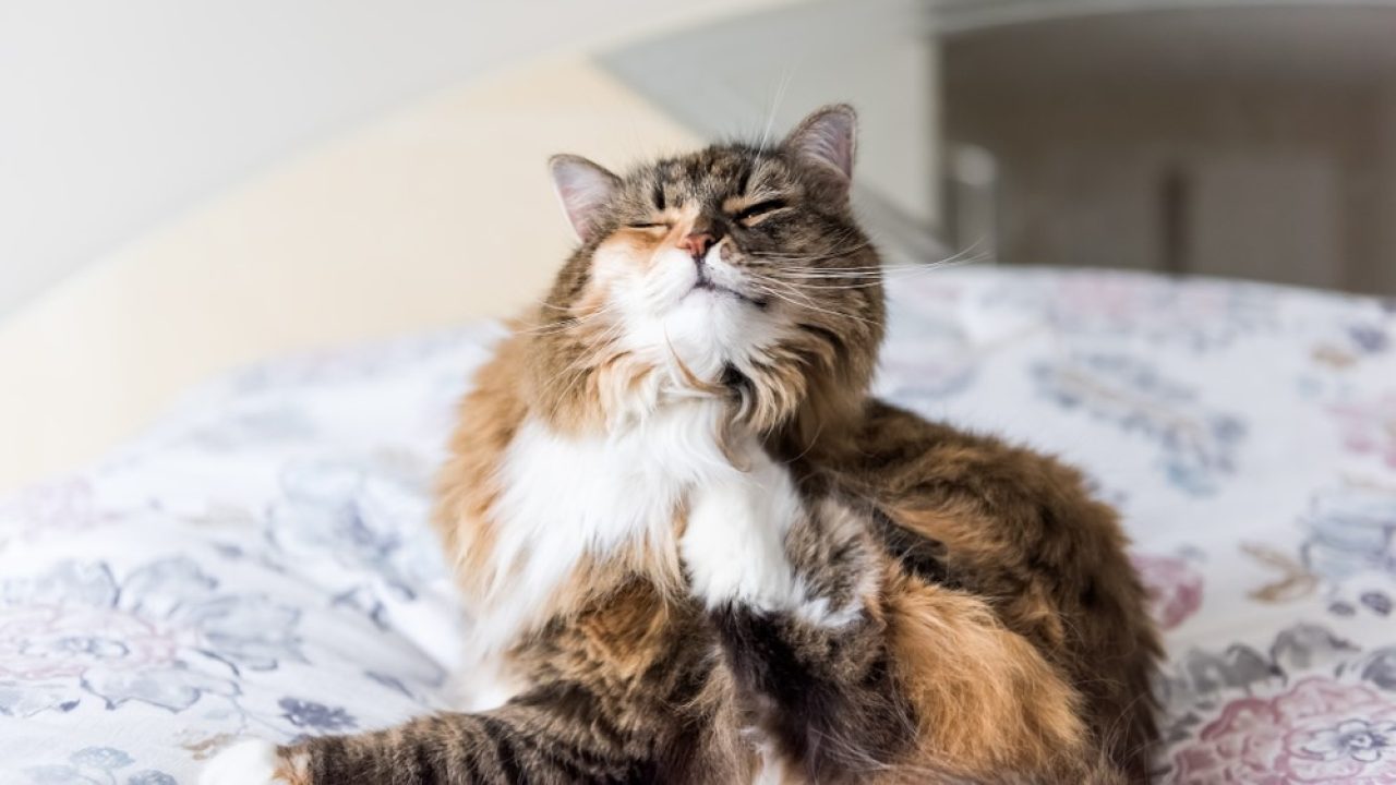 Calico Maine Coon Gözlerinizi Kamaştıracak Üç Renkli Bir Diva