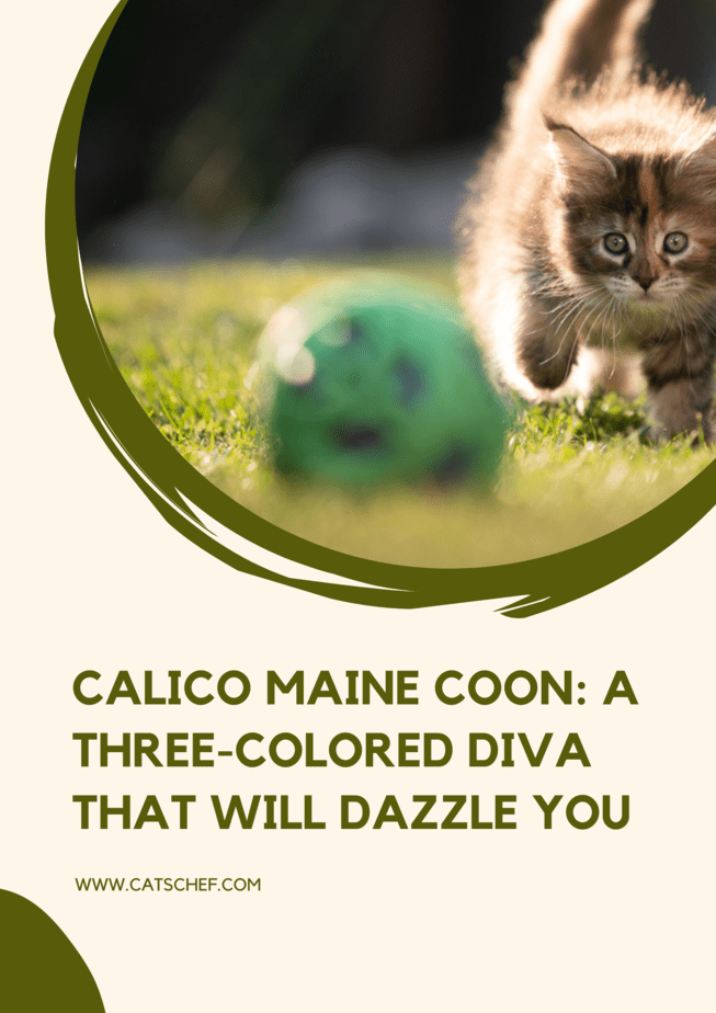Calico Maine Coon: Gözlerinizi Kamaştıracak Üç Renkli Bir Diva