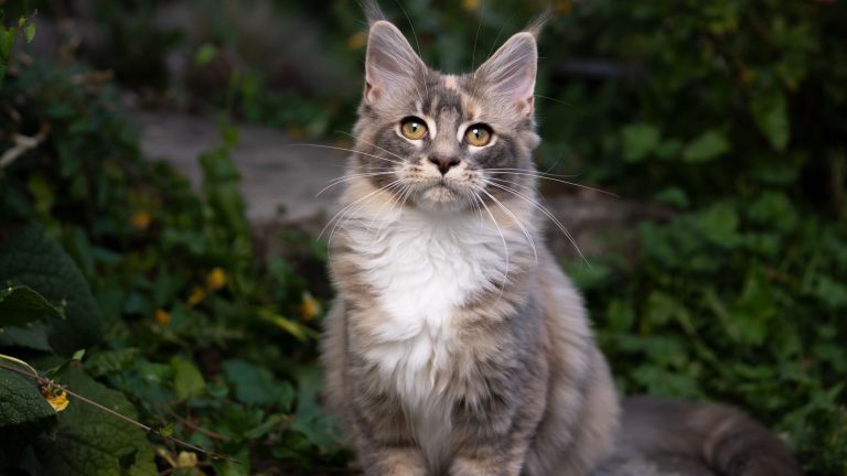 Calico Maine Coon: A Three-Colored Diva That Will Dazzle You