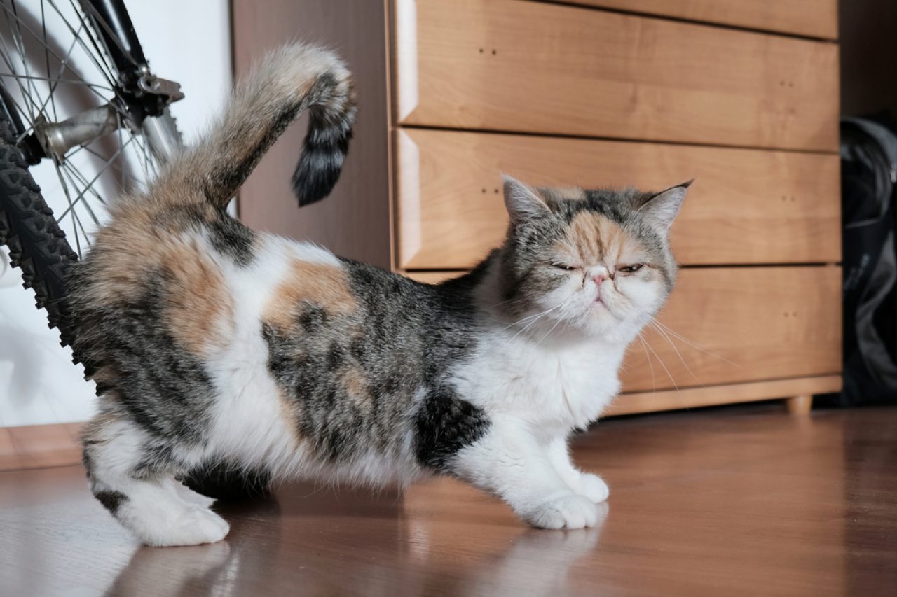 Bir Q-Tip Kızgınlık Dönemindeki Bir Kediye Yardımcı Olabilir mi? İşte Bilmeniz Gerekenler!