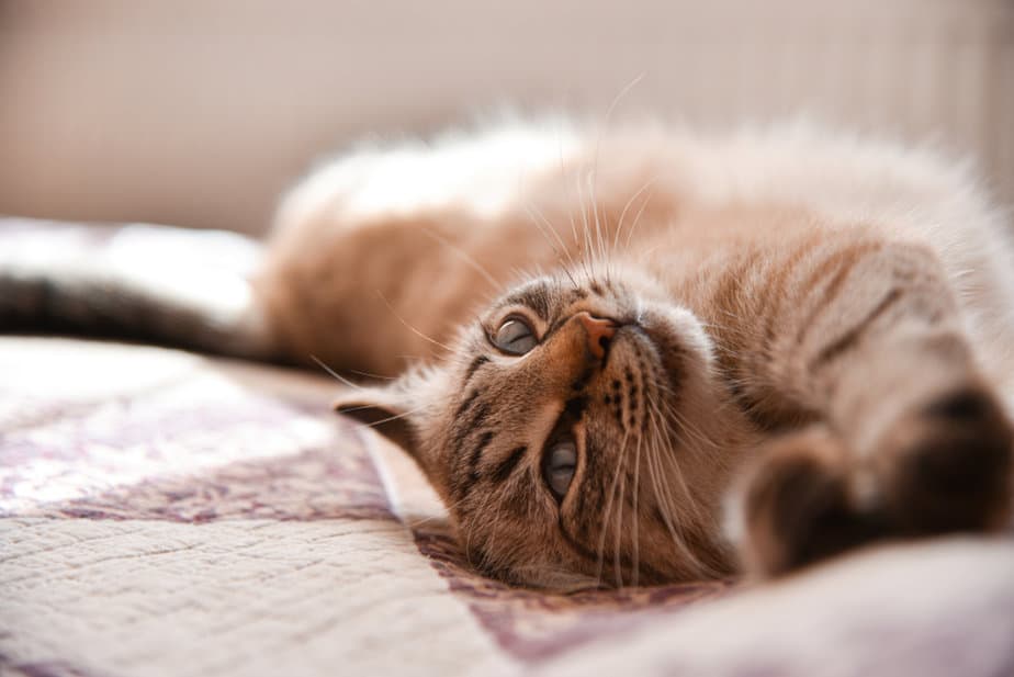 Can A QTip Help A Cat In Heat? Here's What You Need To Know!