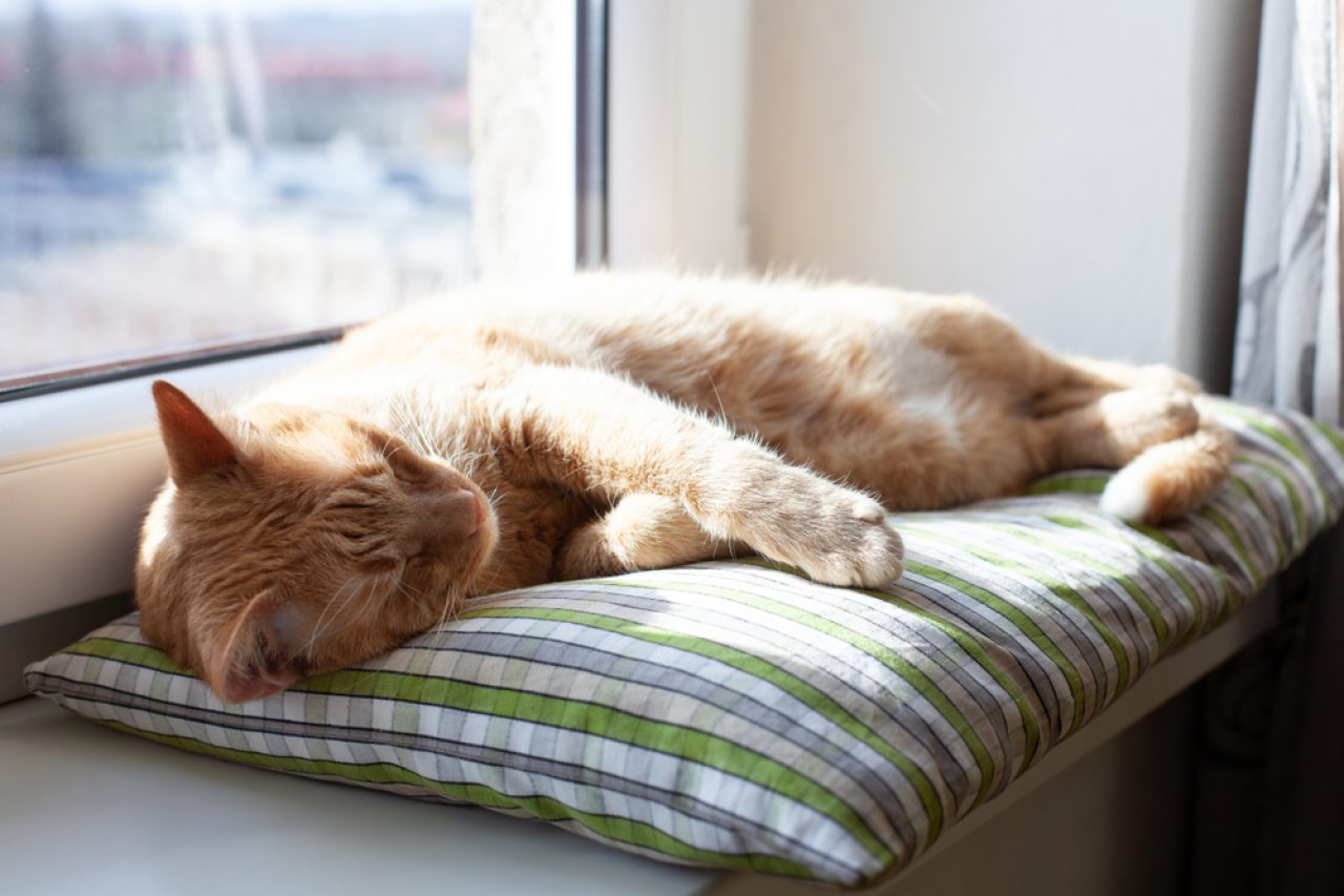 Can A Q-Tip Help A Cat In Heat? Here's What You Need To Know!