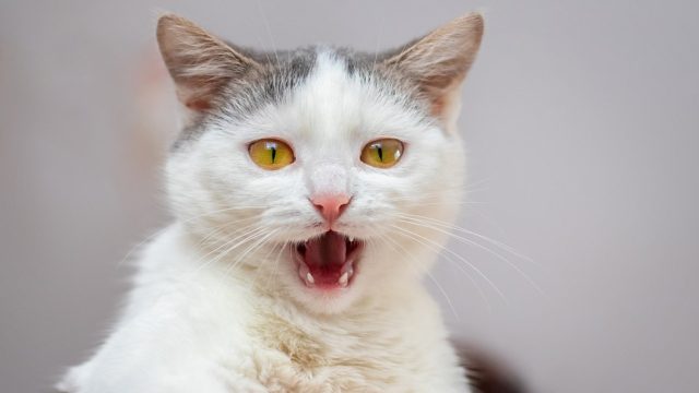 Can Cats Breathe Through Their Mouth