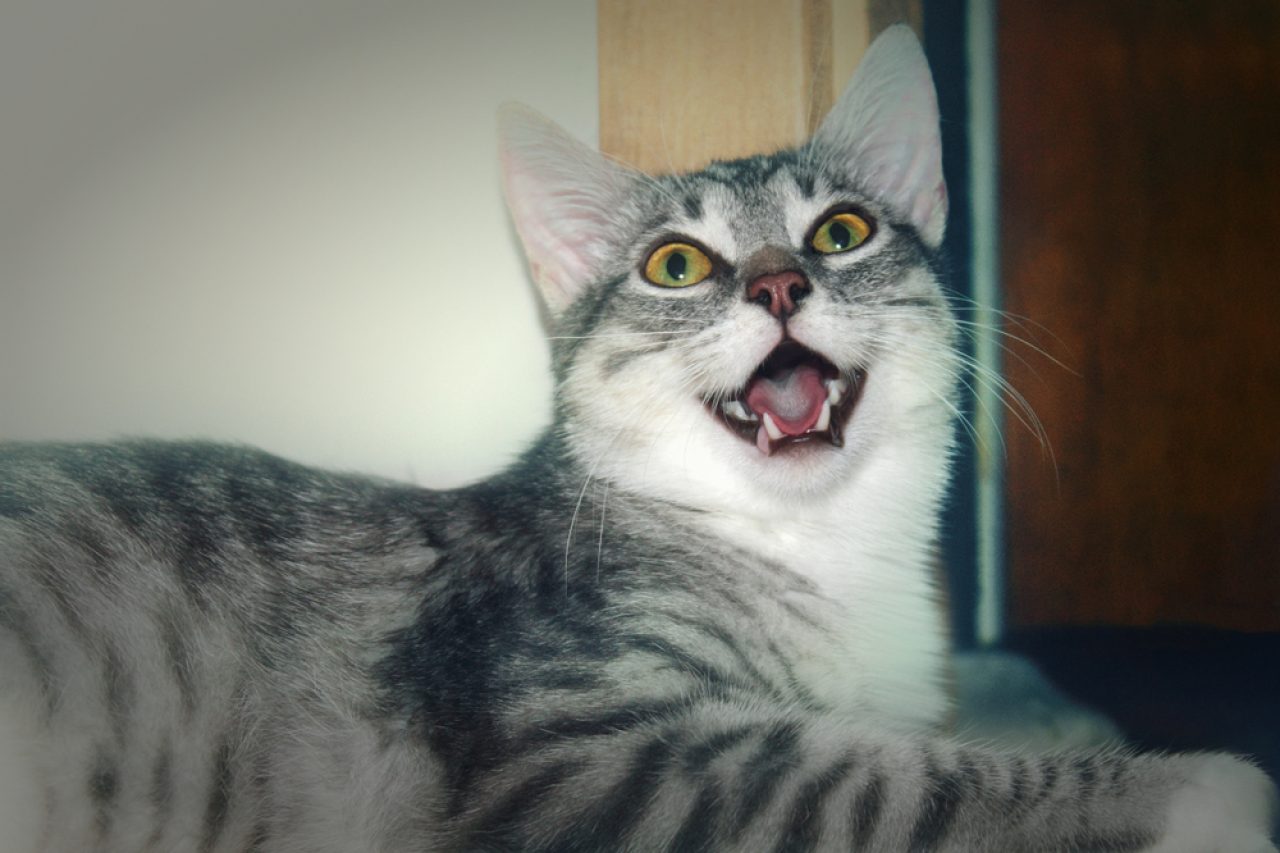 Can Cats Breathe Through Their Mouth Final Verdict