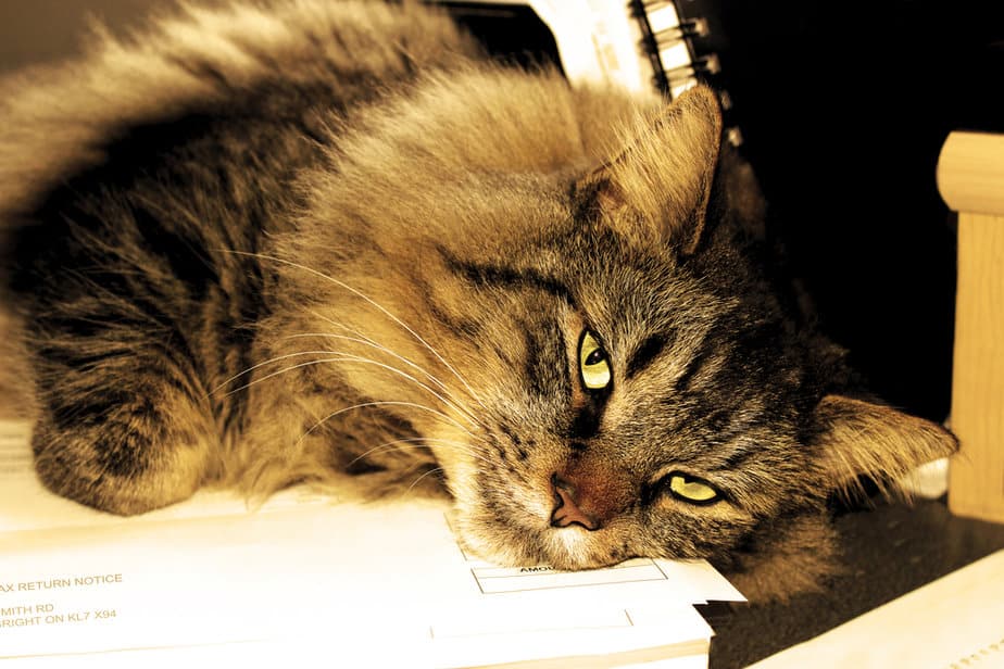 Can Cats Breathe Through Their Mouth? Final Verdict