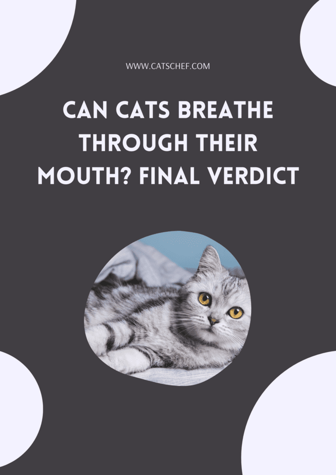 Can Cats Breathe Through Their Mouth? Final Verdict