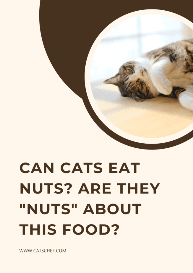 Kediler Fındık Yiyebilir mi? Bu Yiyecek Hakkında "Deli" midirler?