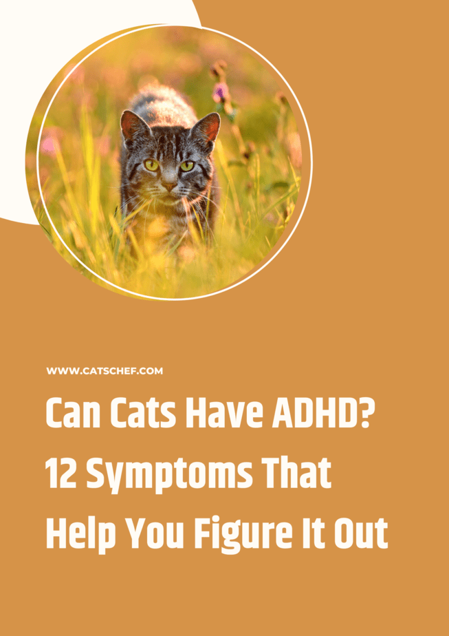 Can Cats Have ADHD? 12 Symptoms That Help You Figure It Out