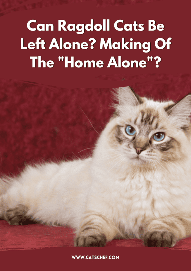 Can Ragdoll Cats Be Left Alone? Making Of The "Home Alone"?