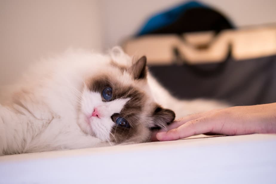 Can Ragdoll Cats Be Left Alone? Making Of The "Home Alone"?