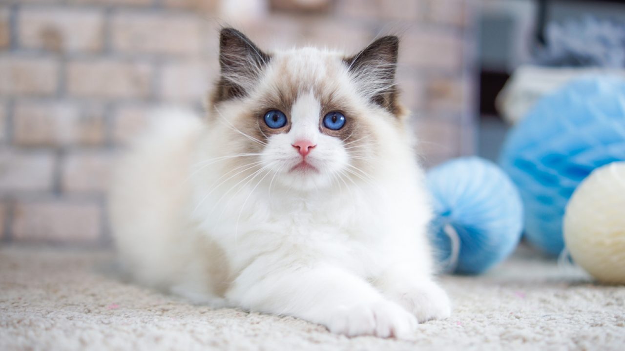 Can Ragdoll Cats Be Left Alone? Making Of The "Home Alone"?