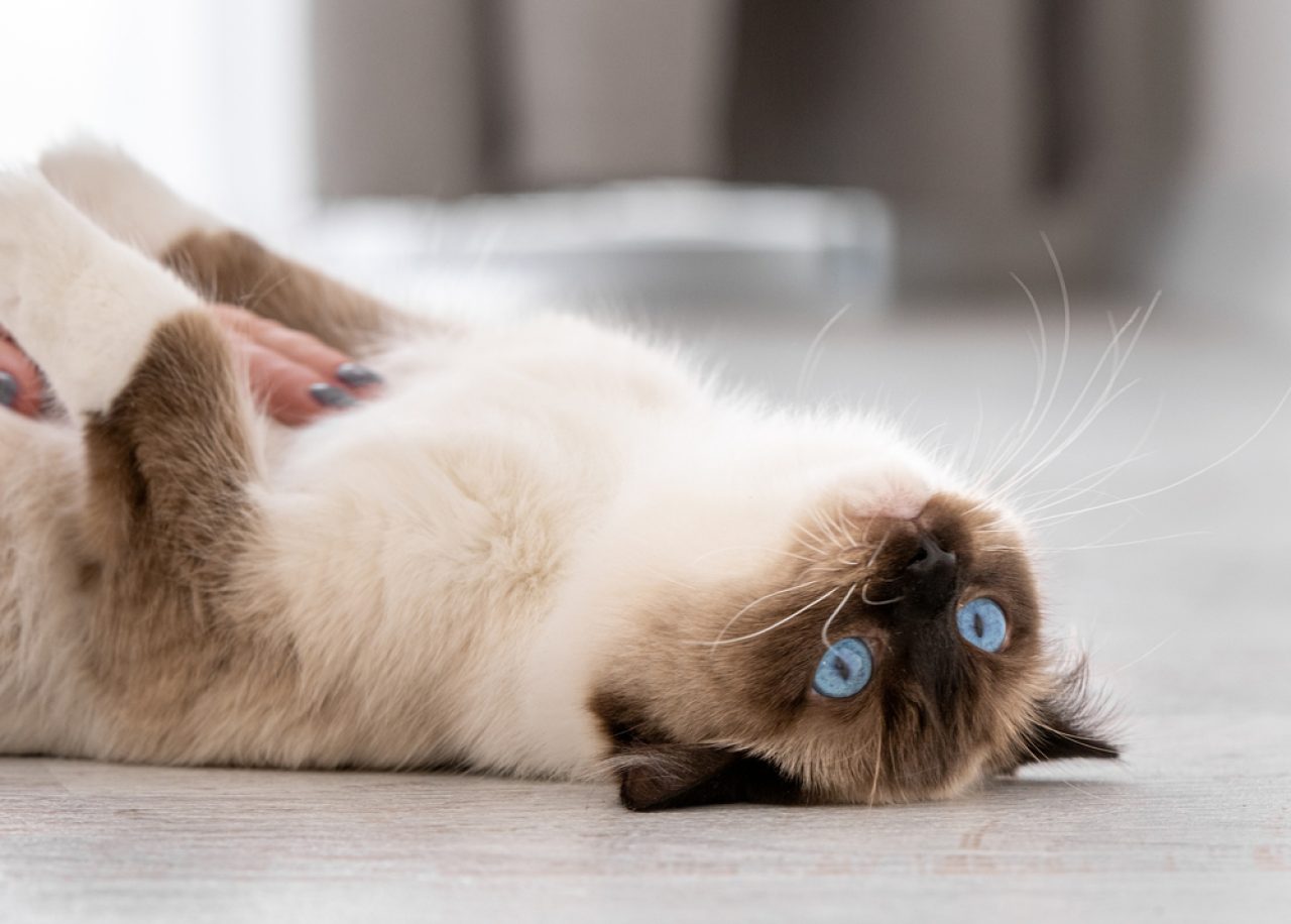 Can Ragdoll Cats Be Left Alone? Making Of The "Home Alone"?