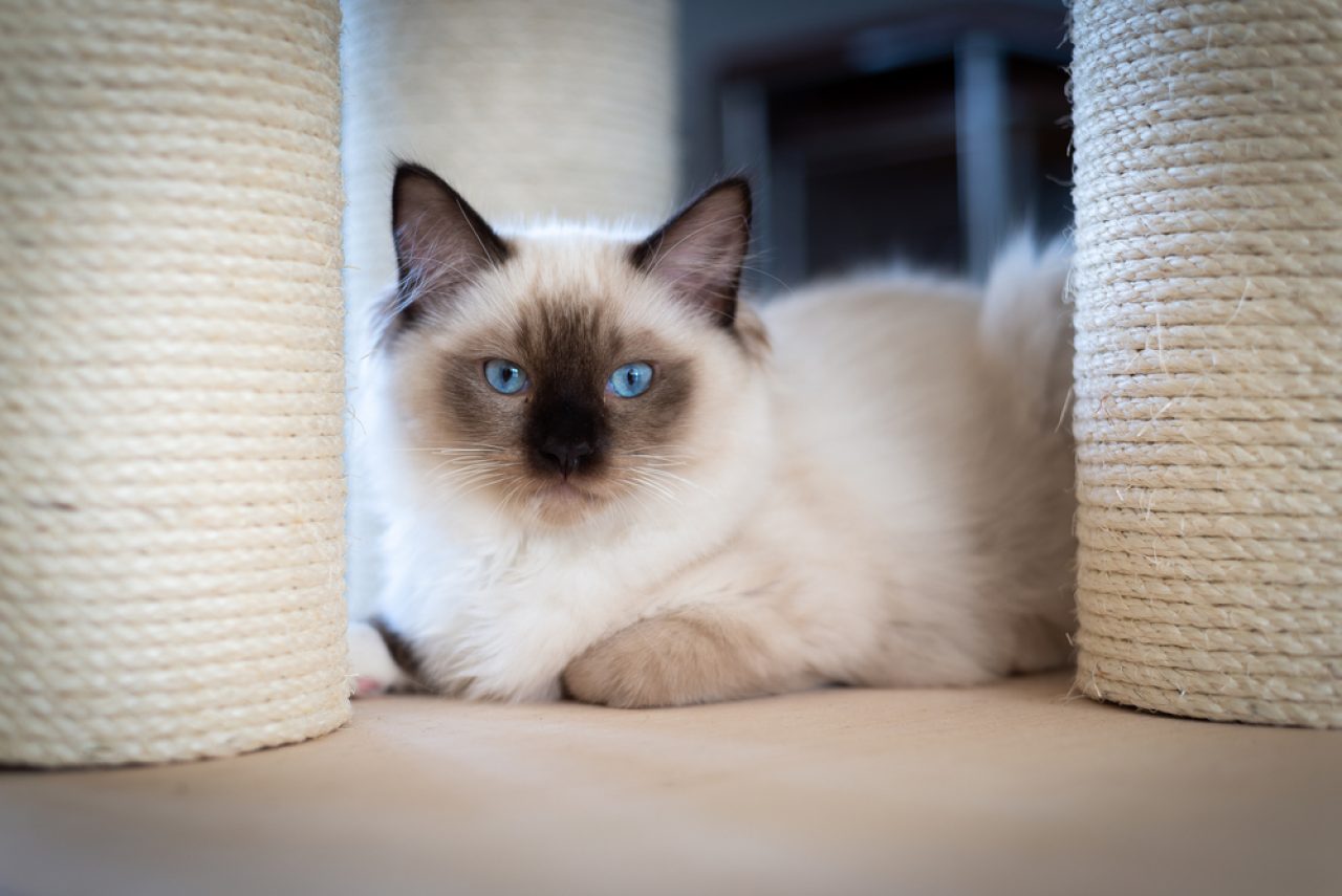 Can Ragdoll Cats Be Left Alone? Making Of The "Home Alone"?