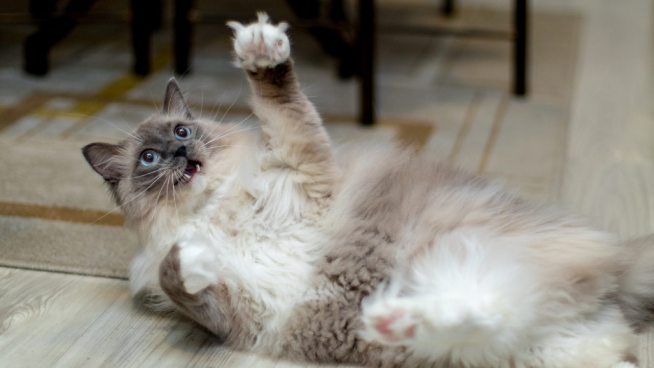Ragdoll Kediler Yalnız Bırakılabilir mi? "Evde Tek Başına" Filminin Yapımı