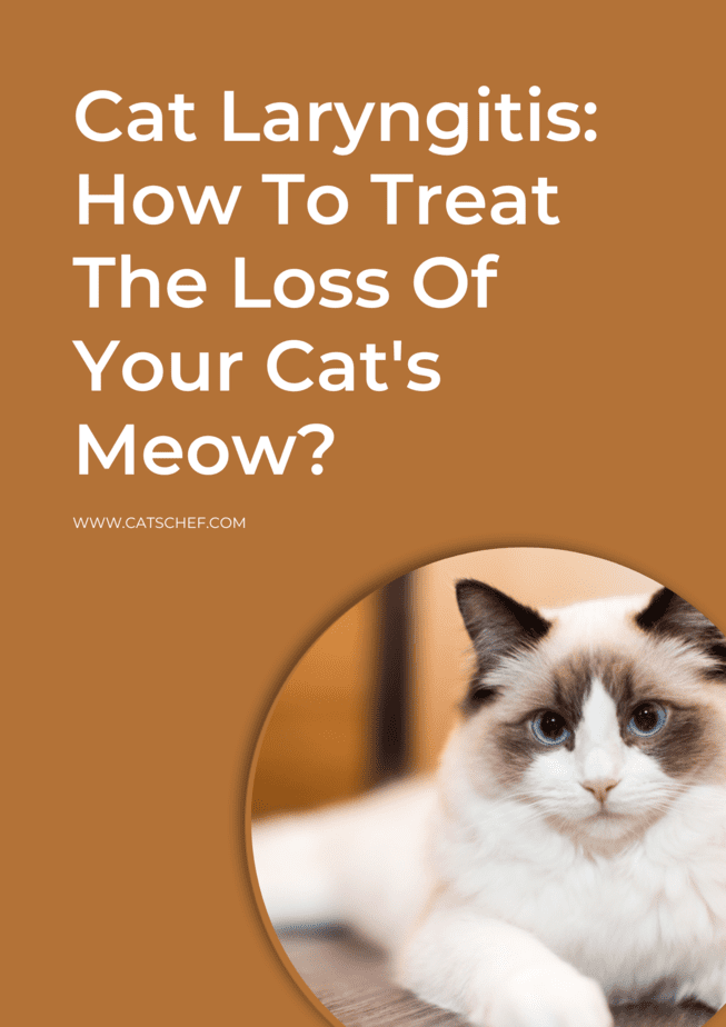 Cat Laryngitis: How To Treat The Loss Of Your Cat's Meow?