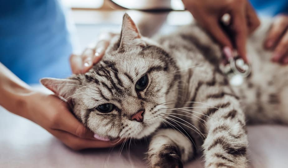 Cat Laryngitis How To Treat The Loss Of Your Cat's Meow?