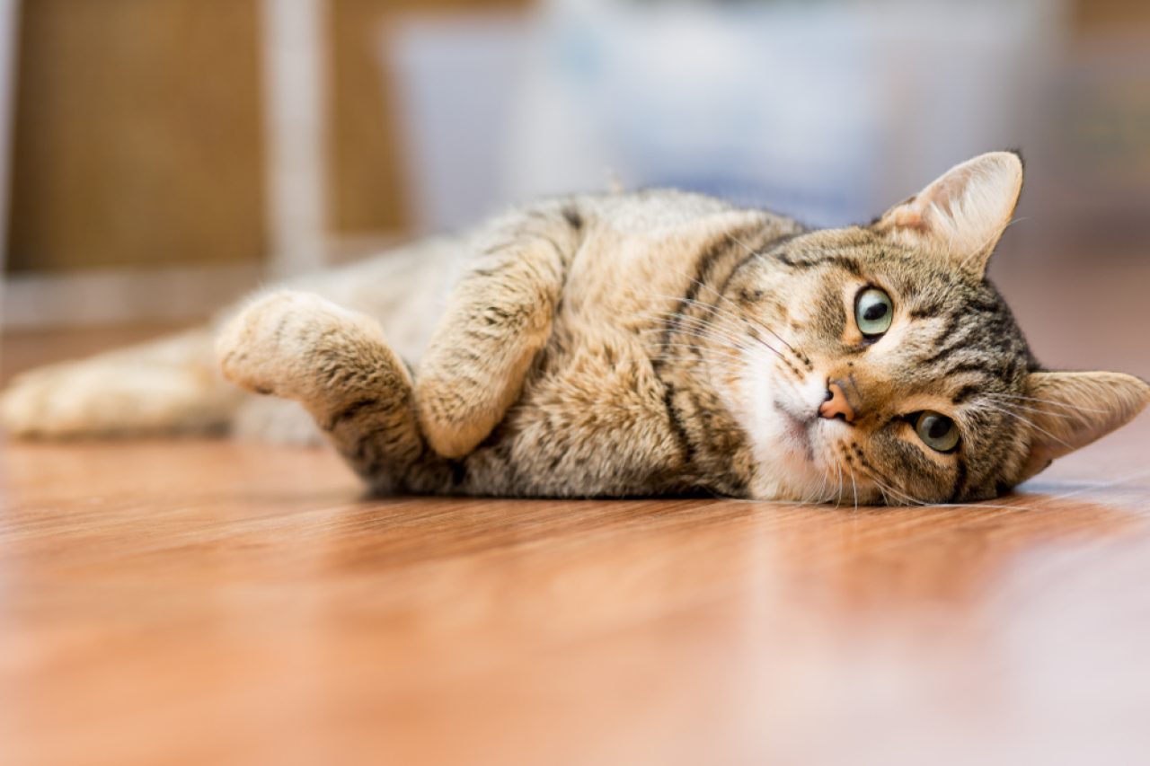 Kedi Kusmadan Önce Miyavlıyor: Bunun Nesi Var?