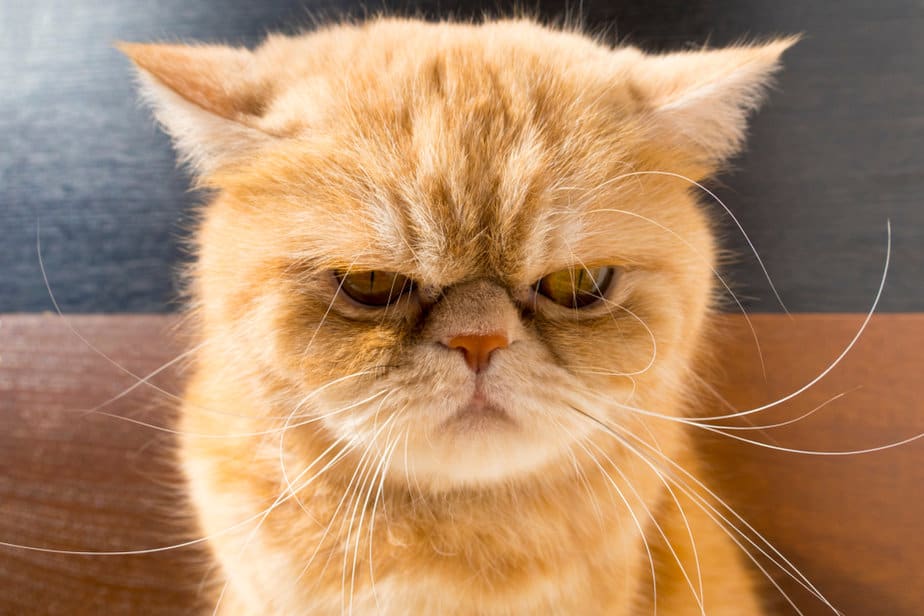 Cat Meowing Before Throwing Up What's Up With That?