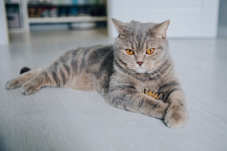 Cat Names Ending In "Y" That Will Make You Say "Yesss!"