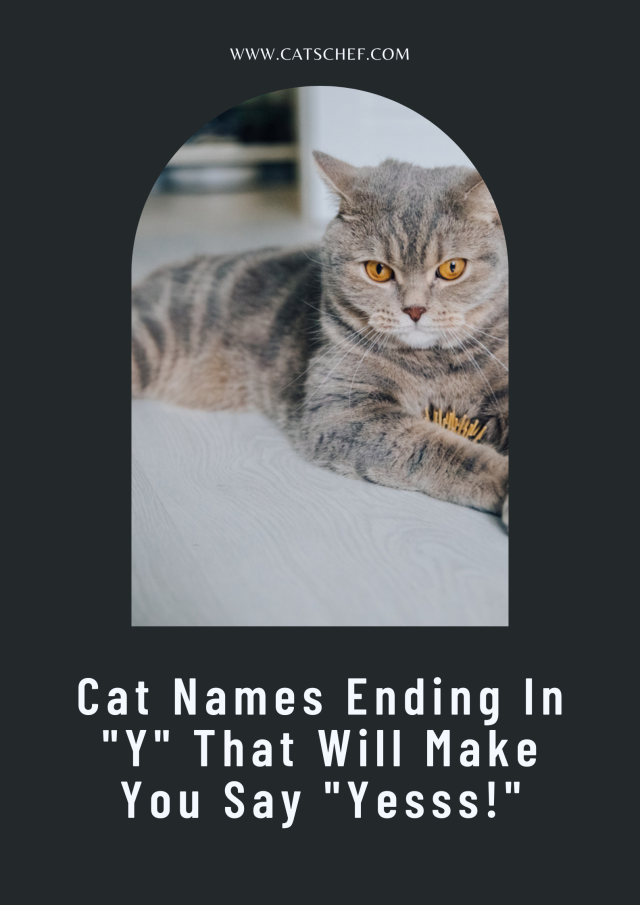 cat-names-ending-in-y-that-will-make-you-say-yesss