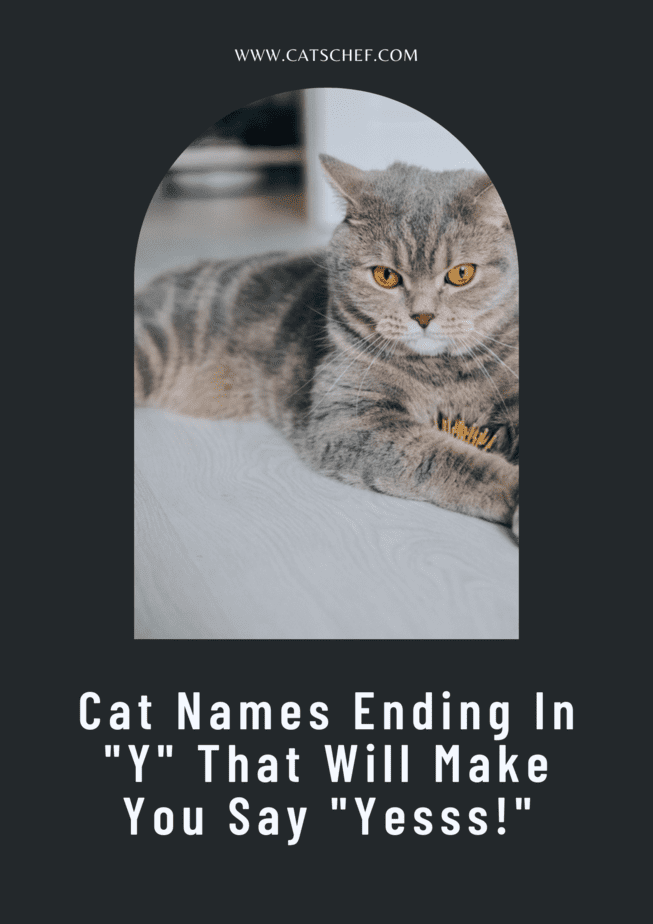 Cat Names Ending In "Y" That Will Make You Say "Yesss!"