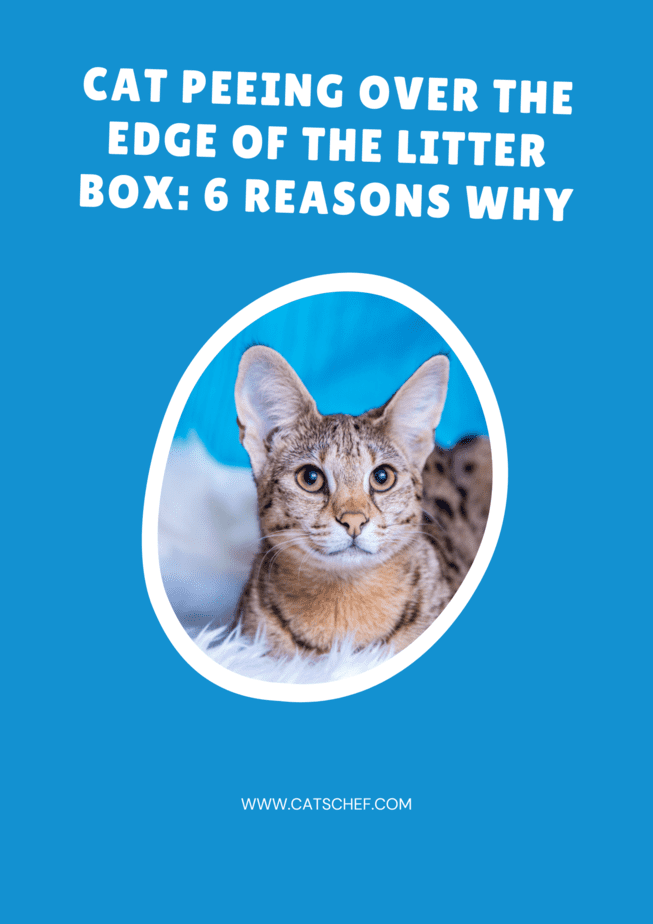 Cat Peeing Over The Edge Of The Litter Box: 6 Reasons Why