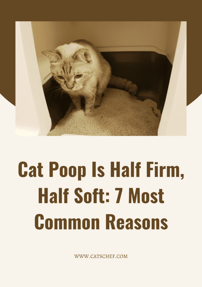 Kedi Kakasının Yarısı Sert, Yarısı Yumuşak: En Yaygın 7 Neden