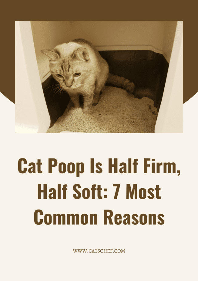 Cat Poop Is Half Firm, Half Soft 7 Most Common Reasons