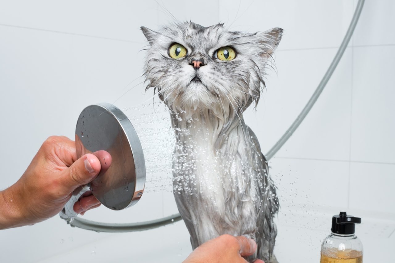 Kedi Şampuanı Alternatifi: Gerçekten İşe Yarayan 10 Temizlik Ürünü