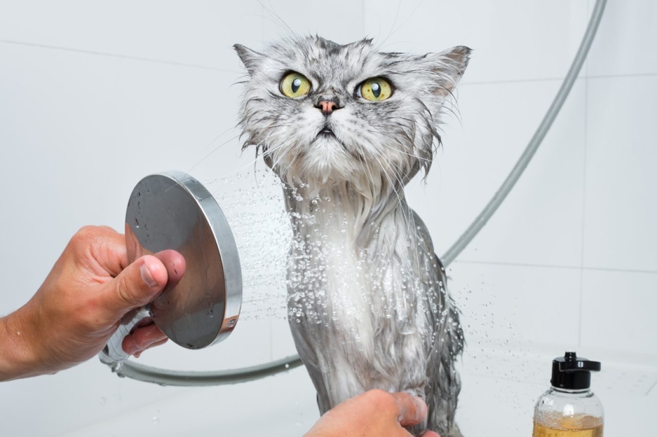 Cat Shampoo Alternative: 10 Cleaning Products That Actually Work