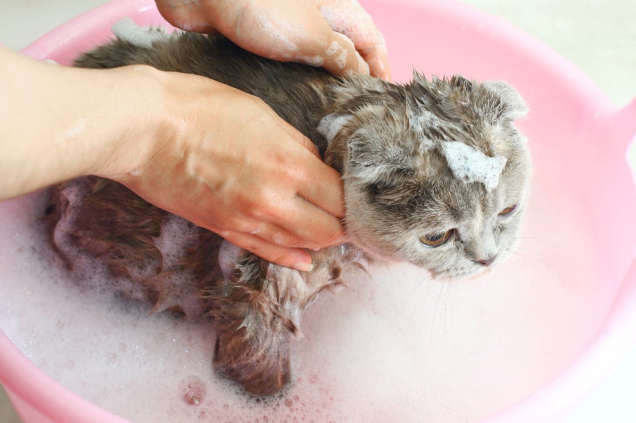 Cat Shampoo Alternative: 10 Cleaning Products That Actually Work