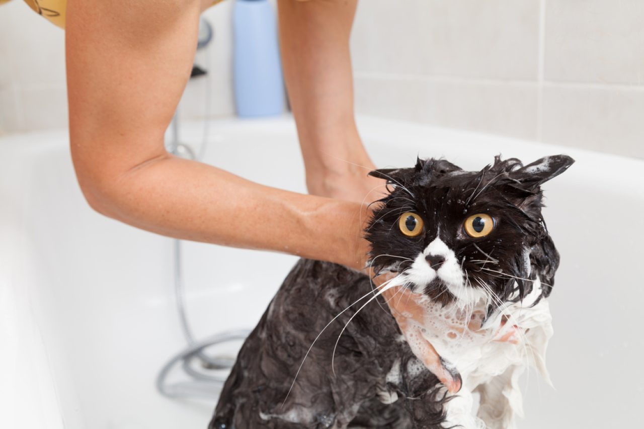 Cat Shampoo Alternative: 10 Cleaning Products That Actually Work