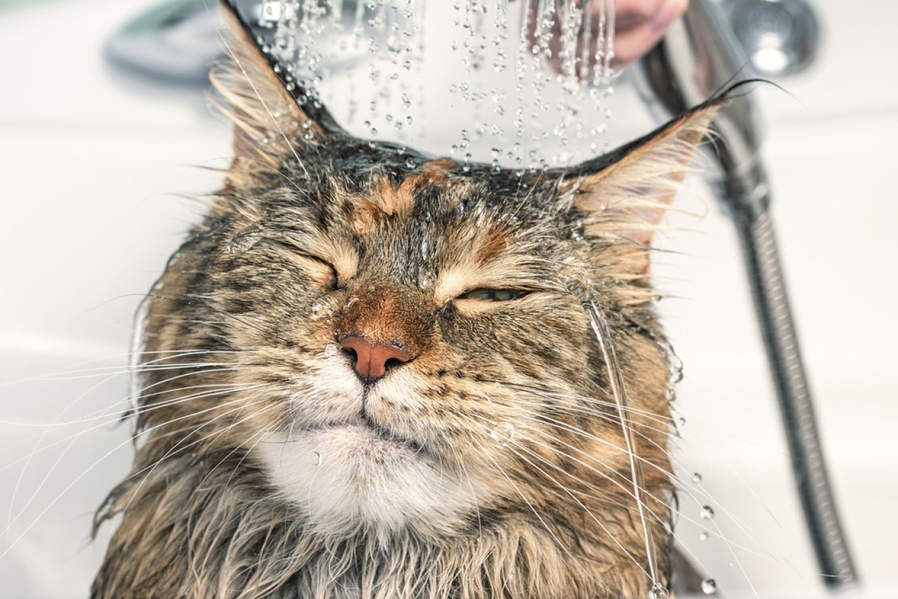 Cat Shampoo Alternative: 10 Cleaning Products That Actually Work