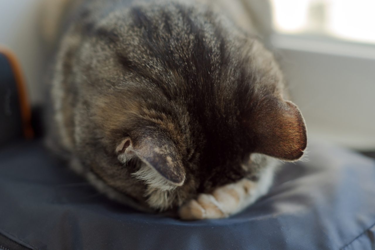 Cat Sleeping Face Down 6 Reasons For Such Strange Behavior