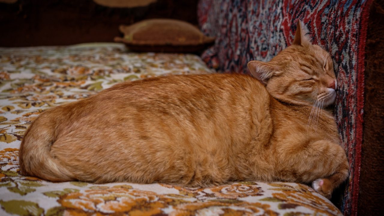 Cat Sleeping Face Down 6 Reasons For Such Strange Behavior