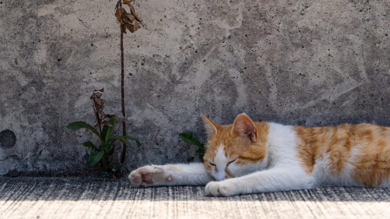 Cat Sleeping Face Down 6 Reasons For Such Strange Behavior