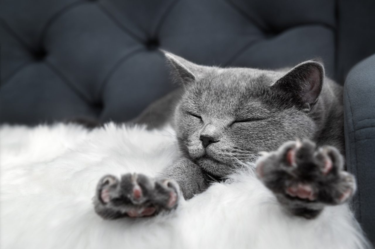 Cat Sleeping Face Down 6 Reasons For Such Strange Behavior