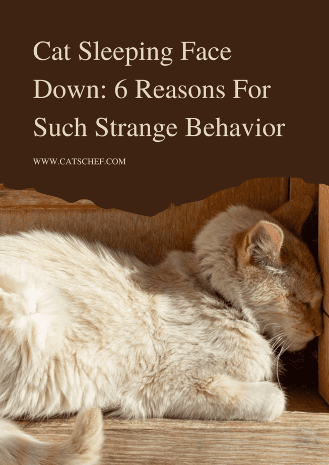 Cat Sleeping Face Down: 6 Reasons For Such Strange Behavior