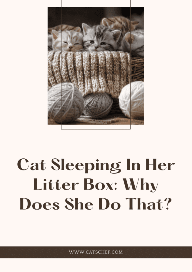 Cat Sleeping In Her Litter Box: Why Does She Do That?