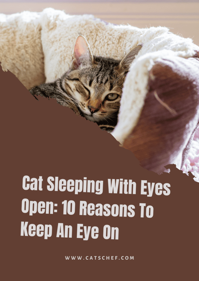 Gözleri Açık Uyuyan Kedi: Gözünüzü Üzerinizden Ayırmamanız İçin 10 Neden