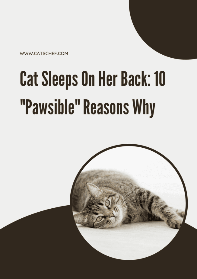 Cat Sleeps On Her Back: 10 "Pawsible" Reasons Why