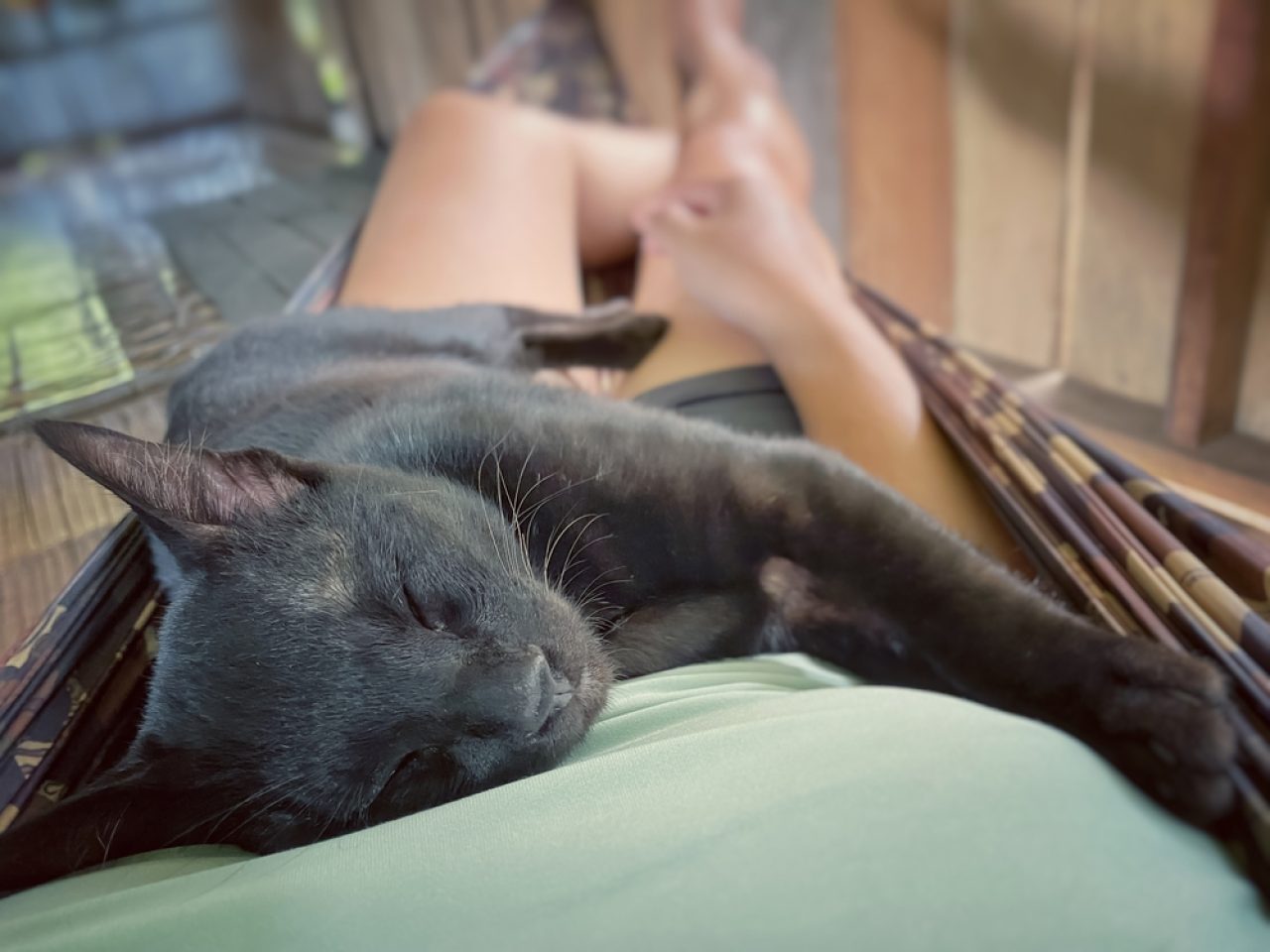 Cat Sleeps On My Chest 10 Reasons That Won't Make You Snore
