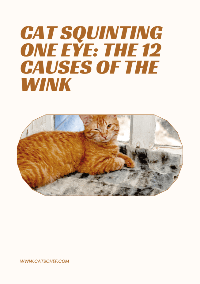 Cat Squinting One Eye: The 12 Causes Of The Wink