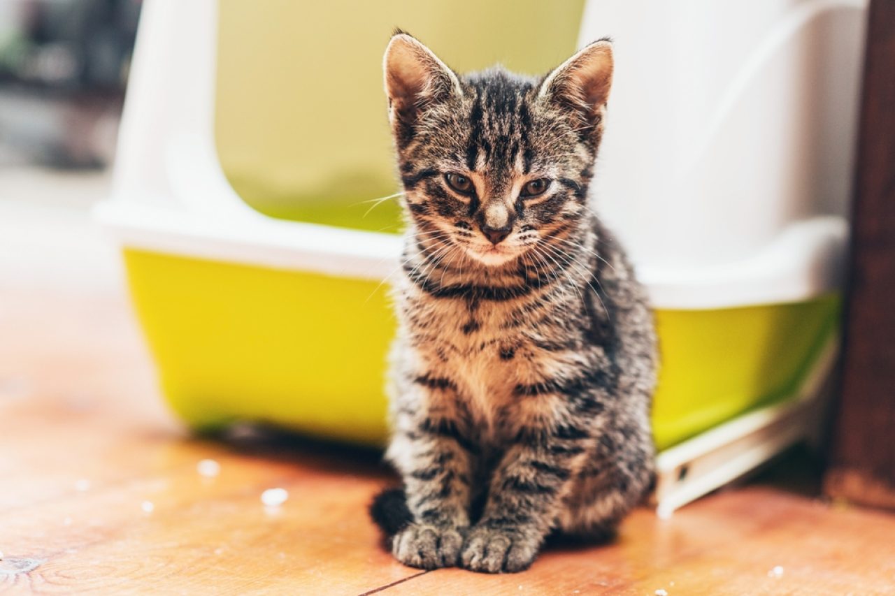 Kedi Kum Kabının Kenarına İşiyor: Bunun 6 Nedeni