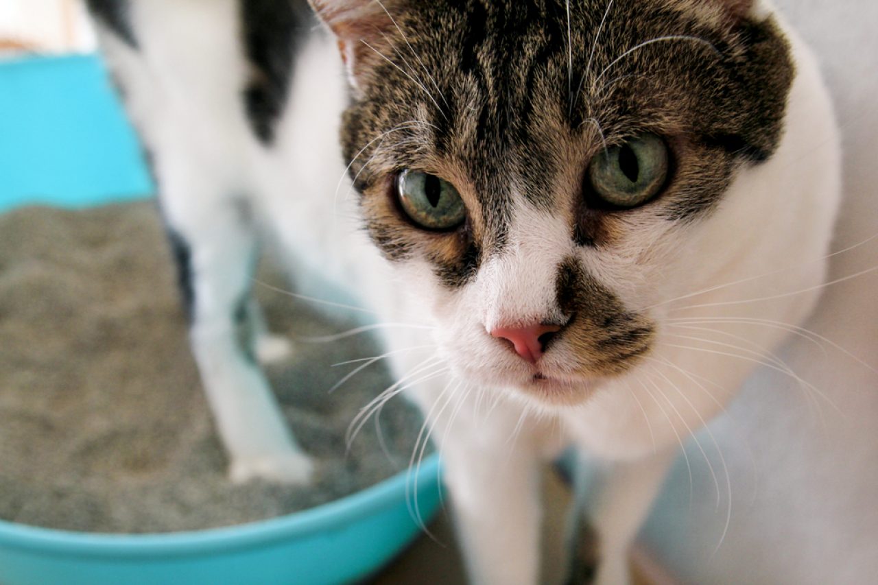 Cat Peeing Over The Edge Of The Litter Box: 6 Reasons Why